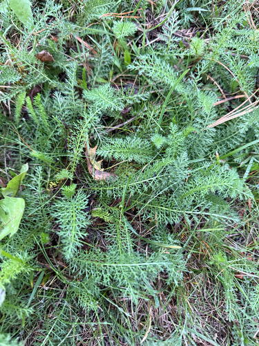 common yarrow