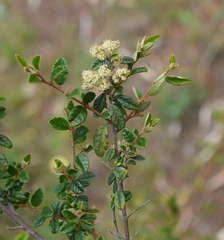 Pomaderris racemosa
