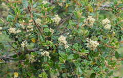 Pomaderris racemosa