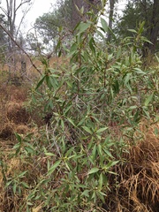 Myoporum acuminatum