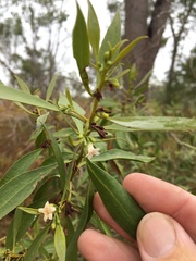 Myoporum acuminatum