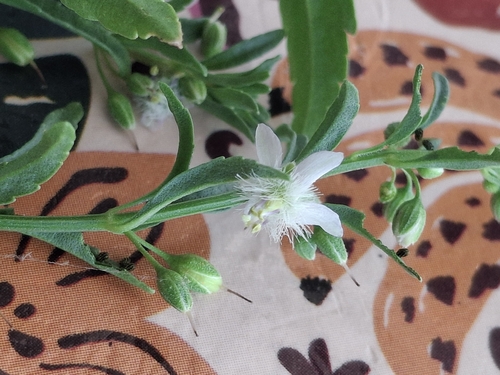 Licorice Weed