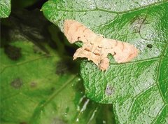 Dysaethria fulvihamata