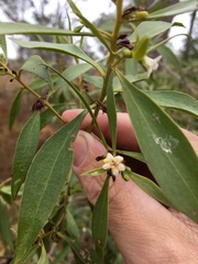 Myoporum acuminatum
