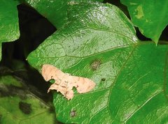 Dysaethria fulvihamata