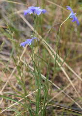Wahlenbergia stricta stricta