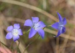 Wahlenbergia stricta stricta