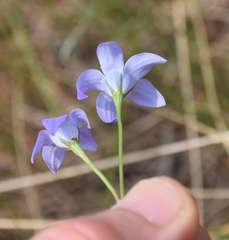 Wahlenbergia stricta stricta