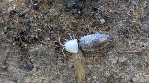 Common Shiny Woodlouse