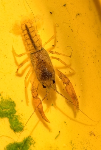 Cambaroides similis observed 2026-10-02