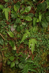 Ainsliaea henryi