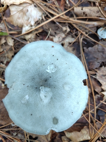 Aniseed Funnel