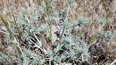 Eryngium castrense