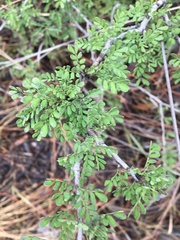 Archidendropsis basaltica