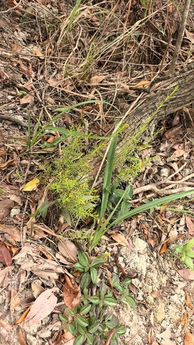 Baeckea frutescens observed 2026-10-02