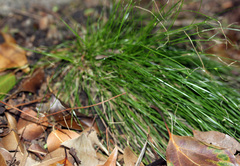 Cyperus mirus