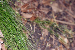 Cyperus mirus