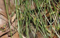 Cyperus mirus