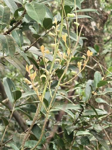 Dendrotrophe observed 2026-10-02