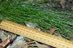 Cyperus mirus