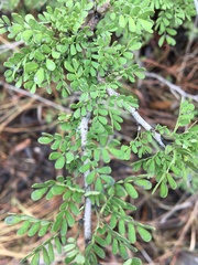 Archidendropsis basaltica