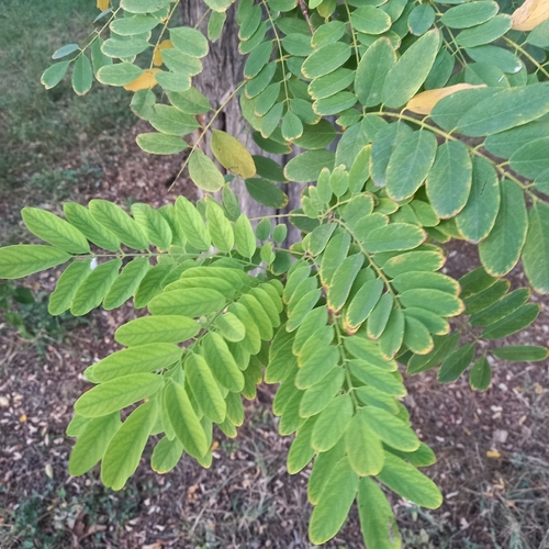 black locust