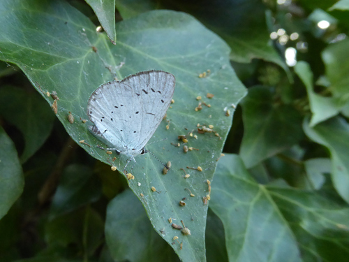 Holly Blue