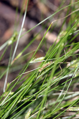 Cyperus mirus