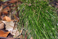 Cyperus mirus