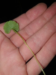 Hydrocotyle pterocarpa