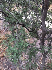 Archidendropsis basaltica