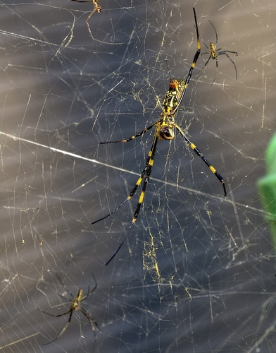 Joro Spider