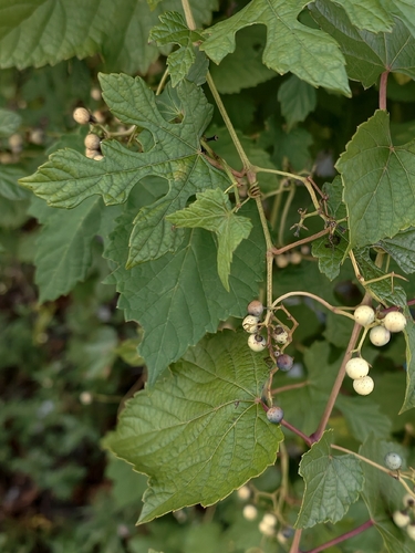 Porcelain Berry
