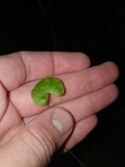 Hydrocotyle pterocarpa