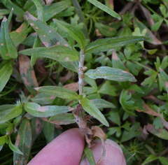 Persicaria prostrata