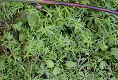 Asperula subsimplex
