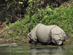 Rhinoceros unicornis