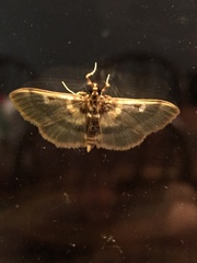 Apilocrocis brumalis