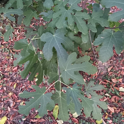 common fig