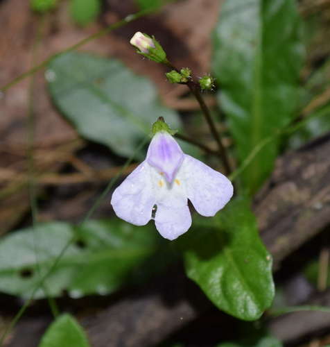 Mazus pumilio (Mazus pumilio)