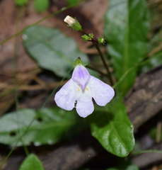Mazus pumilio
