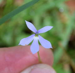 Lobelia beaugleholei