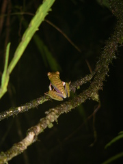Agalychnis saltator
