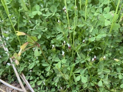 Trifolium variegatum geminiflorum