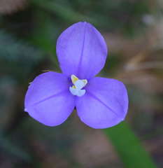 Patersonia occidentalis occidentalis