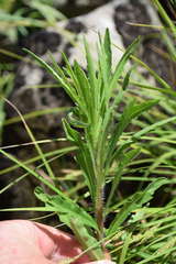 Epilobium hirtigerum