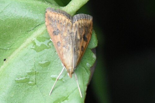 Rusty Dot Pearl