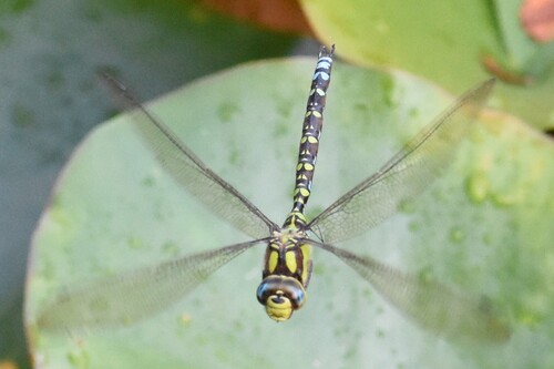Southern Hawker
