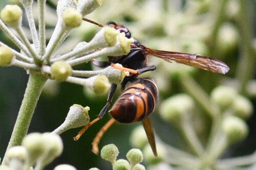 Yellow-legged Hornet