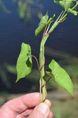 Calystegia sepium roseata